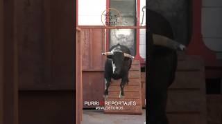 Salida de toro!!Valdaracete 2023!!🔥