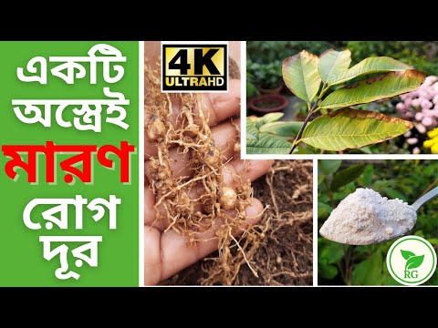 ভিডিও: আমার অক্সালিস শুকিয়ে যাচ্ছে কেন?