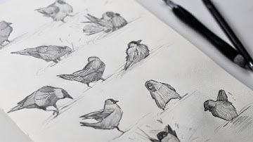 Quick sketching birds! A drawing exercise for beginner artists