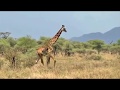 IKONA Wildlife Management Area Tanzania 