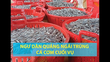 Ngư dân Quảng Ngãi trúng cá cơm cuối vụ