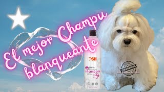 El mejor champú blanqueador para el Bichon Maltés ⭐