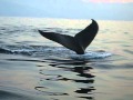 Whales in Banderas Bay