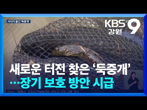 새로운 터전 찾은 ‘둑중개’…장기 보호 <strong>방안</strong> 시급 / KBS  2026.05.12.