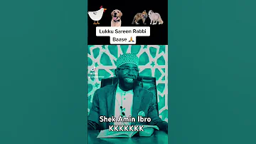 Shek Amin Ibro 