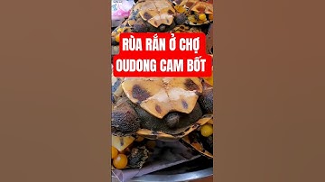 Bán rùa,  rắn, cá lóc nướng ở chợ địa phương UDON Campuchia