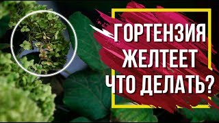 Почему Желтеет Гортензия 🌺  Проблемы с Гортензиями  🌺 Советы От Garden-zoo