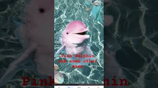 Pink dolphins and some other ones