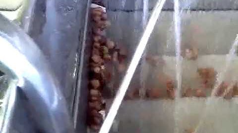 Máy rửa nghệ, dong, riềng siêu sạch, không sạch hoàn lại tiền