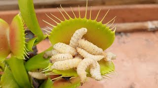 Worm Crushed by Venus Flytrap #Shorts