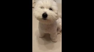 Real QLED TV – Where is Mark? | Samsung