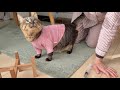【悲報】愛猫に嫌われちゃったみたいです…