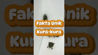 Unique facts about water turtles #shortvideo #short #turtles