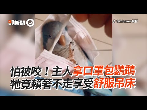 鸚鵡翻肚爽躺「口罩吊床」賴著不走超享受｜寵物動物｜寵物鳥｜和尚鸚鵡