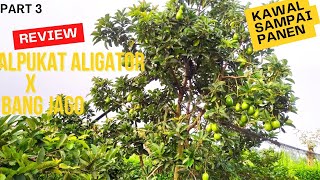 REVIEW ALPUKAT ALIGATOR ALPUKAT JUMBO 2.5 TAHUN SUDAH PANEN - KAWAL SAMPAI PANEN ALPUKAT