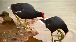 Frangos-d&#39;água/Common gallinules (gallinula galeata)