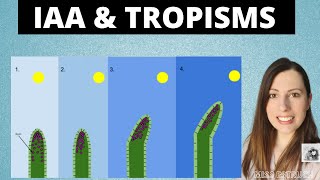 PLANT GROWTH FACTORS: IAA and tropisms for A-level Biology.  Phototropism and gravitropism.