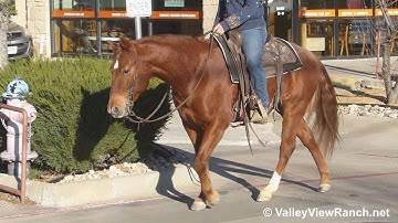 Aristo Bama***For info, price, etc., go to our website: ValleyViewRanch.net***
