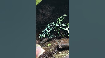 Dendrobates auratus calling