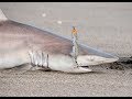 Surf Fishing for Blacktips: Live Bait &amp; Surface Cruisers