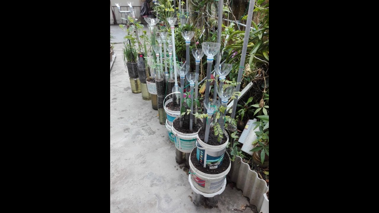 Transplanting V4 Hot Chili Curry Leaf 移植 V4辣椒树和咖喱叶树 Pemindahan V4 Pokok Cili Padi Daun Kari Youtube