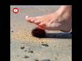 Never Step on This at the Beach — It Could Be Deadly! Don't even touch this by mistake.