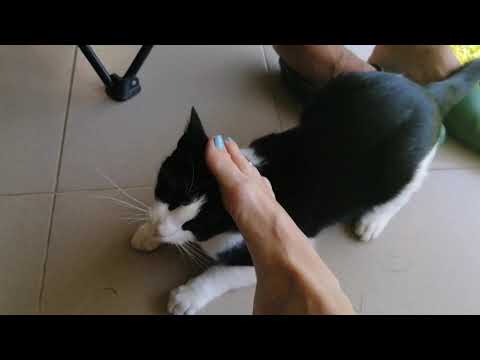 Best cat petting therapy, feet massage, relaxation piano music