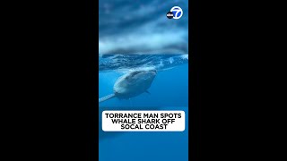 Rare sighting: Torrance man spots whale shark off SoCal coast