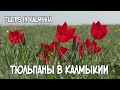 Тюльпаны в Калмыкии. Маныч //Tulips in Kalmykia. Manych