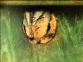 Attracting Owls to your backyard By GardenAccentHeaven.com