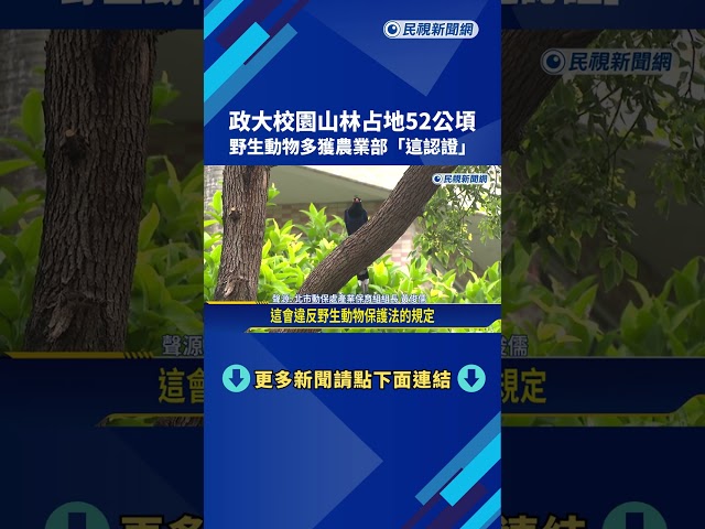 政大學生屢遭台灣藍鵲"巴頭" 隨身攜帶傘防鳥擊－民視新聞