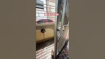 Mô tơ cổng con rùa #congtudong