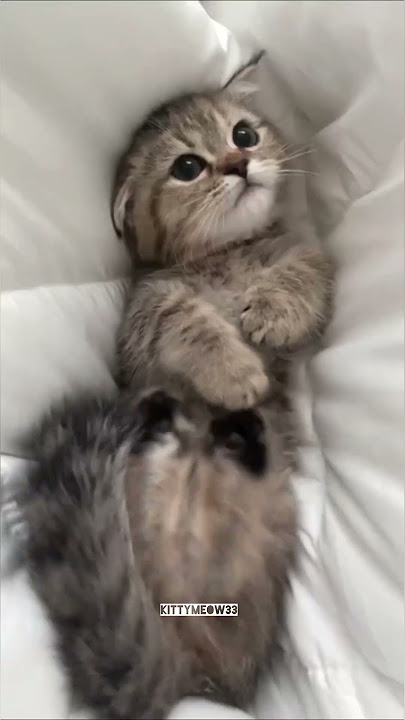 Mio Mao la la la la 💕😹 #cat #kitten #shorts #funny #cute