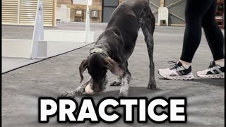 Flyball-What Practice Looks Like