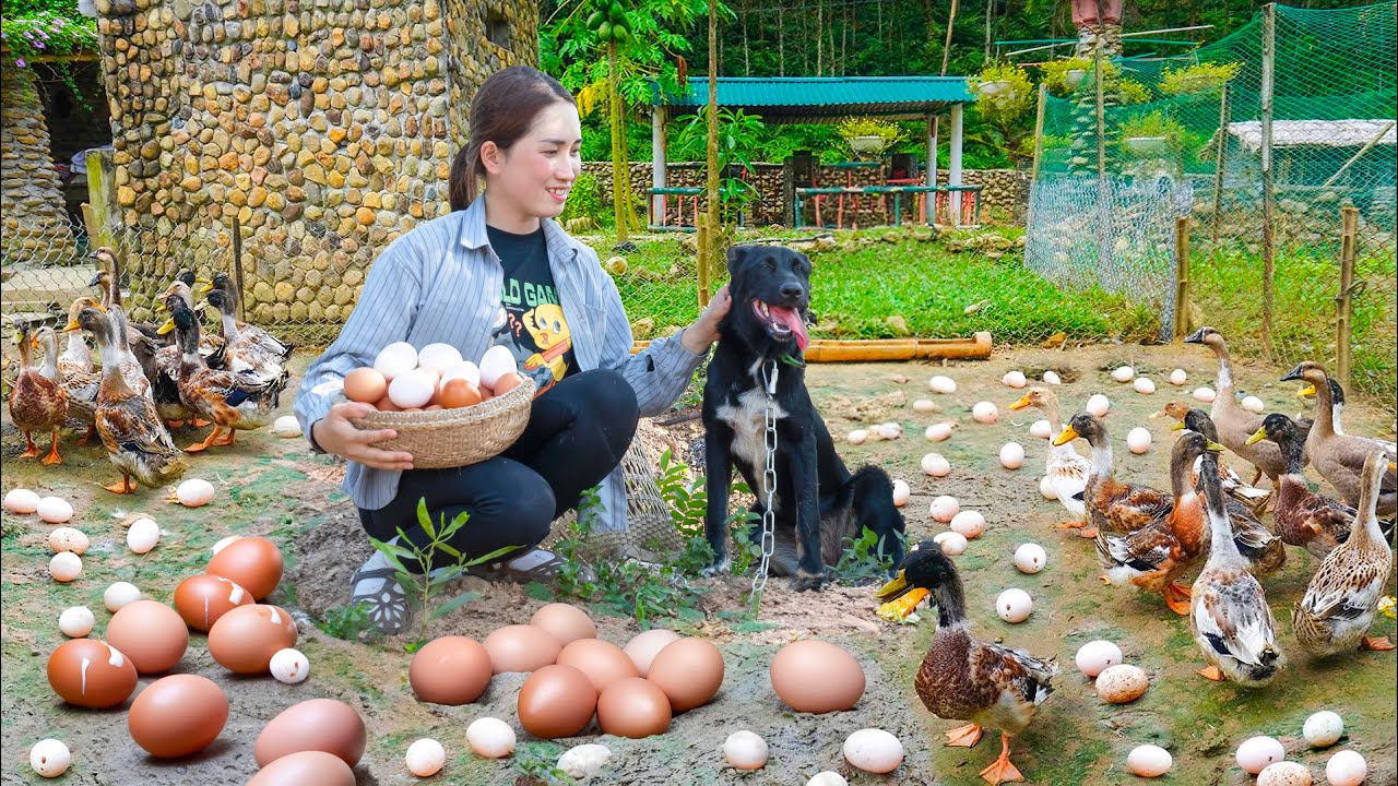 Harvest Hundreds of Duck Eggs & Goes to Market Sell | Whose is the poor dog abandoned in the dump?