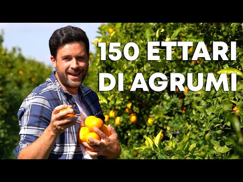 Video: Fertilizzare gli alberi di agrumi - Migliori pratiche per la concimazione degli agrumi - Know How di giardinaggio