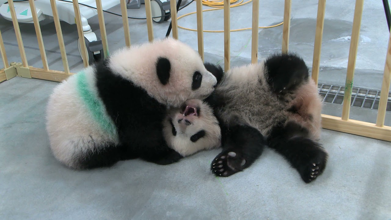 maxresdefault.jpg?sqp=-