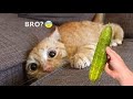 funniest animals 2021  | Funny GB