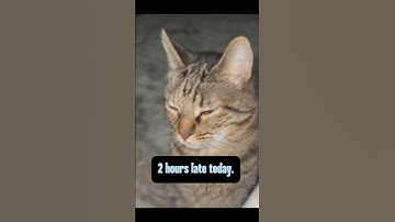 Unacceptable! #tabbycat #cattitude #cattime #holiday