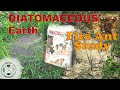 How to kill fire ants naturally - Diatomaceous Earth Fire Ant Study | Useful Knowledge