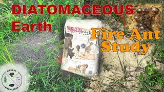 How to kill fire ants naturally  Diatomaceous Earth Fire Ant Study | Useful Knowledge