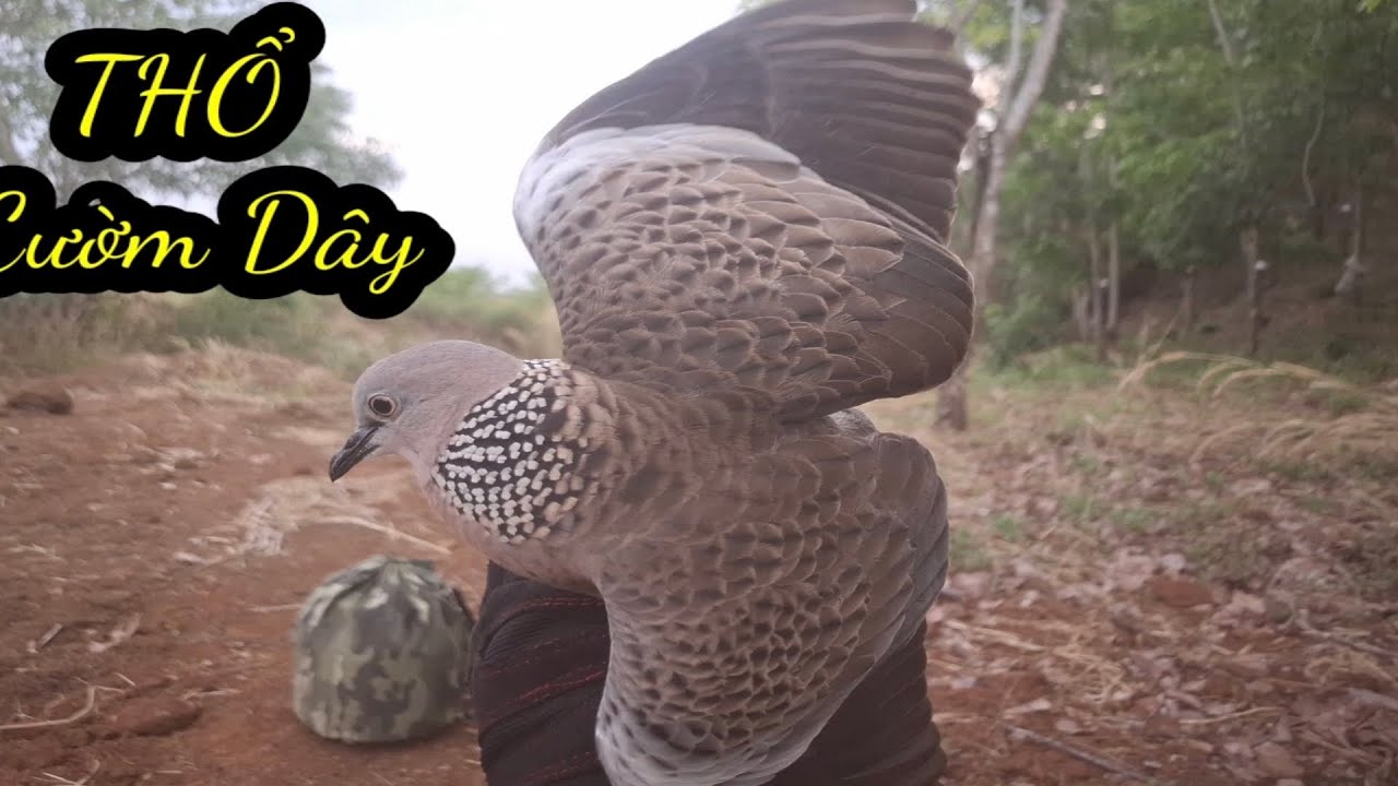 Clip130.Mồi ĐT ra quân đụng bổi Thổ..zalo 0346227178