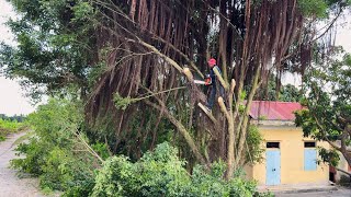 Cutting down large overgrown trees on the side of the road  Cutting dangerous trees