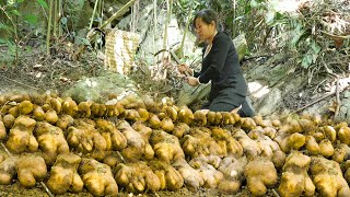 Harvesting Wild Tubers to Market Sell  Cook and Take Care of the Vegetable Garden