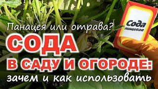 ПИЩЕВАЯ СОДА В САДУ И ОГОРОДЕ: зачем, когда и как использовать