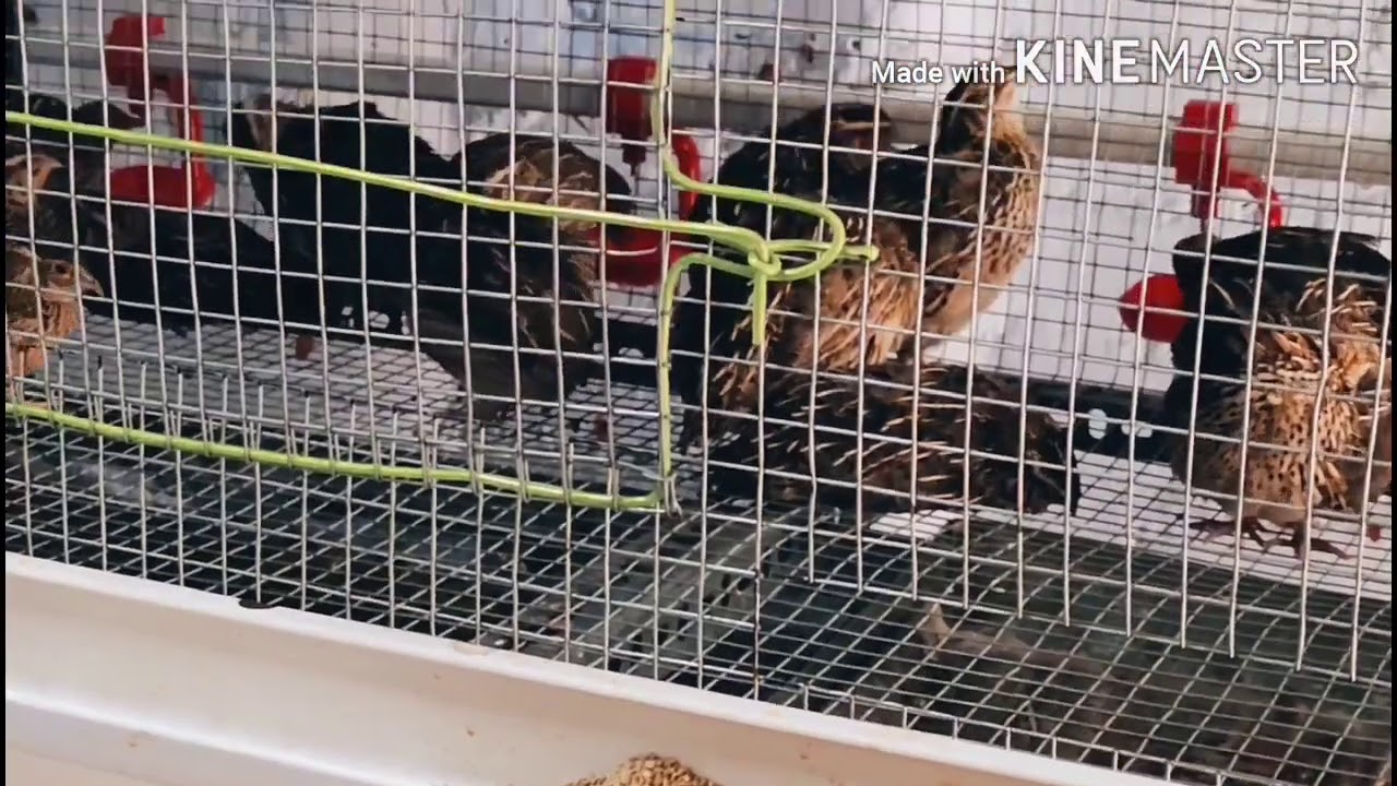 KAADAI CAGE KARUR 160 CAPACITY