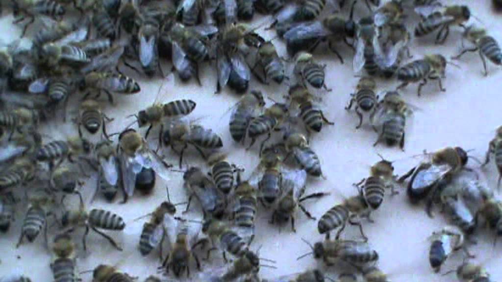 Apicultura. Stoparea frigului de roire.