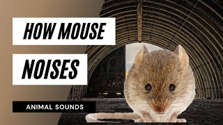 The Animal Sounds: Mouse Sounds Audio 🐭 / Sound Effect / Animation