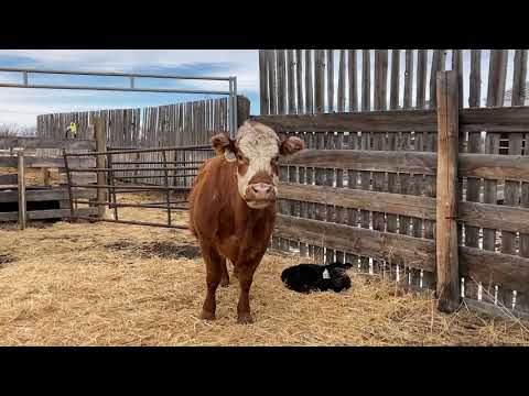Calving week 2.  What signs we look for in soon to be calving cows.