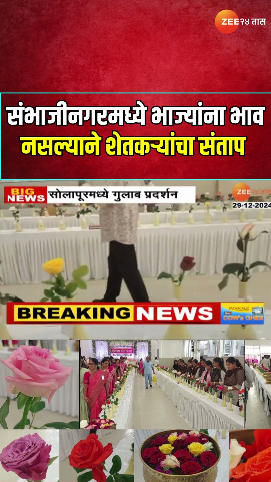 Solapur Rose Exhibition | सोलापूरमध्ये 28 वर्षानंतर गुलाब प्रदर्शन; 500पेक्षा अधिक प्रजातींचे गुलाब